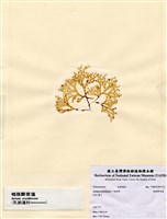 藏品(唸珠鮮奈藻)的圖片